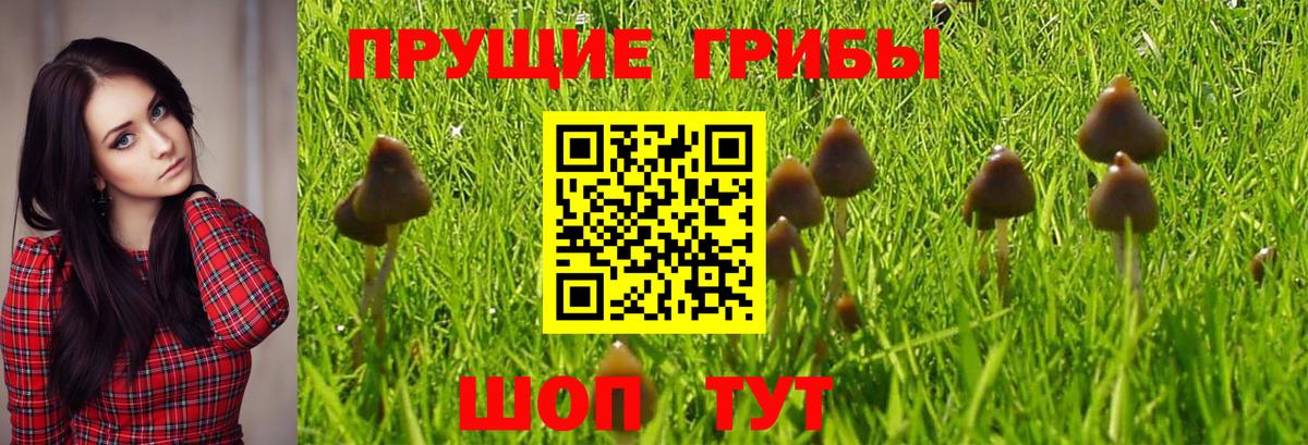 Воткинск  где можно купить наркотик  Вход с VPN  Псилоцибиновые грибы MAGIC MUSHROOMS 
